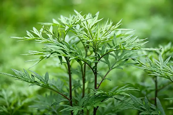 Artemisia Argyi Extract Applications in Modern Health Products